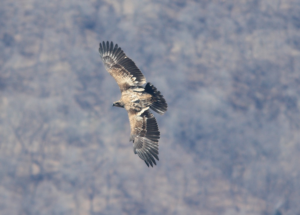 immature golden eagle pictures. this as a Golden Eagle for