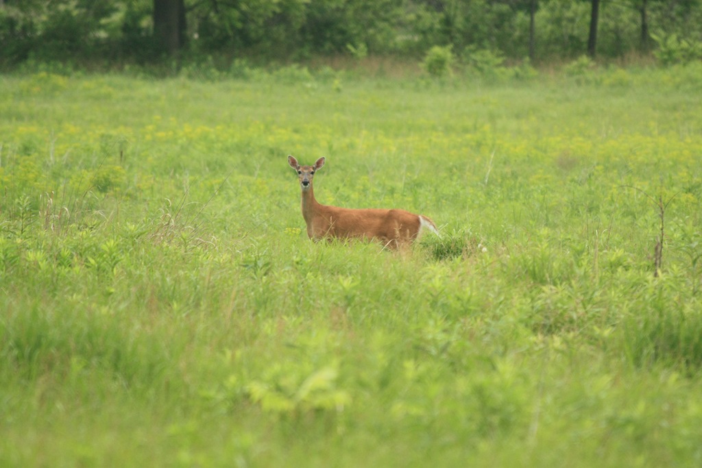 White-tailed Deer: Running Female | The Trail